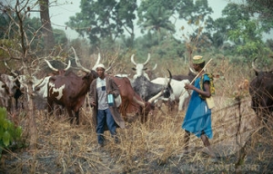 FULANI HERDSMEN LEADING THEIR CATTLE TO GRAZE A PIECE OF LAND.
